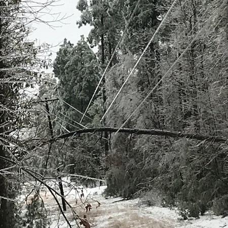 Desoto Parish_tree on line_web